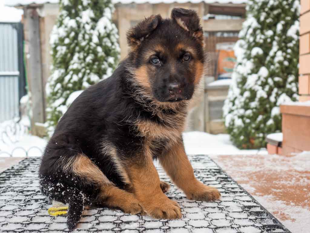 Seven Facts About German Shepherd Dogs - Page 2 of 9 - Fritzguide