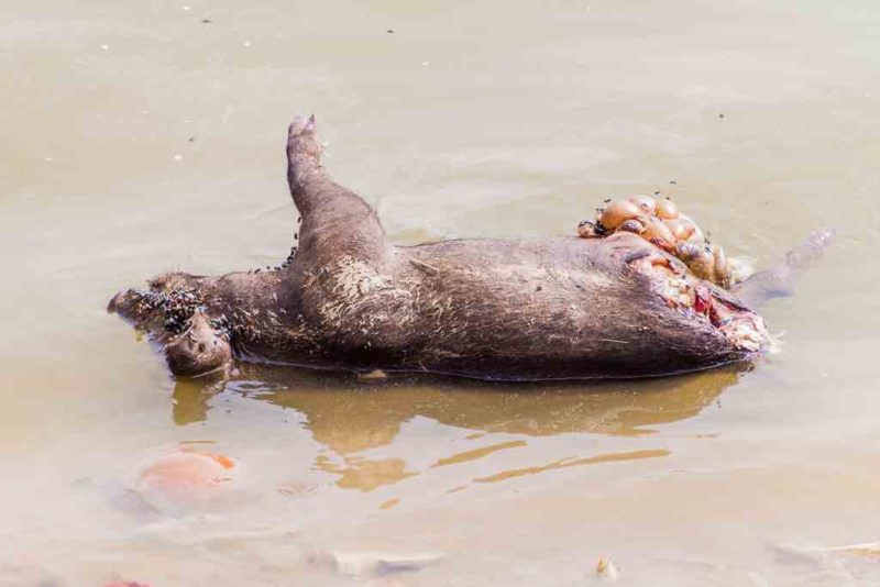 Ein paar Meter weiter liegt ein totes Schwein im Wasser