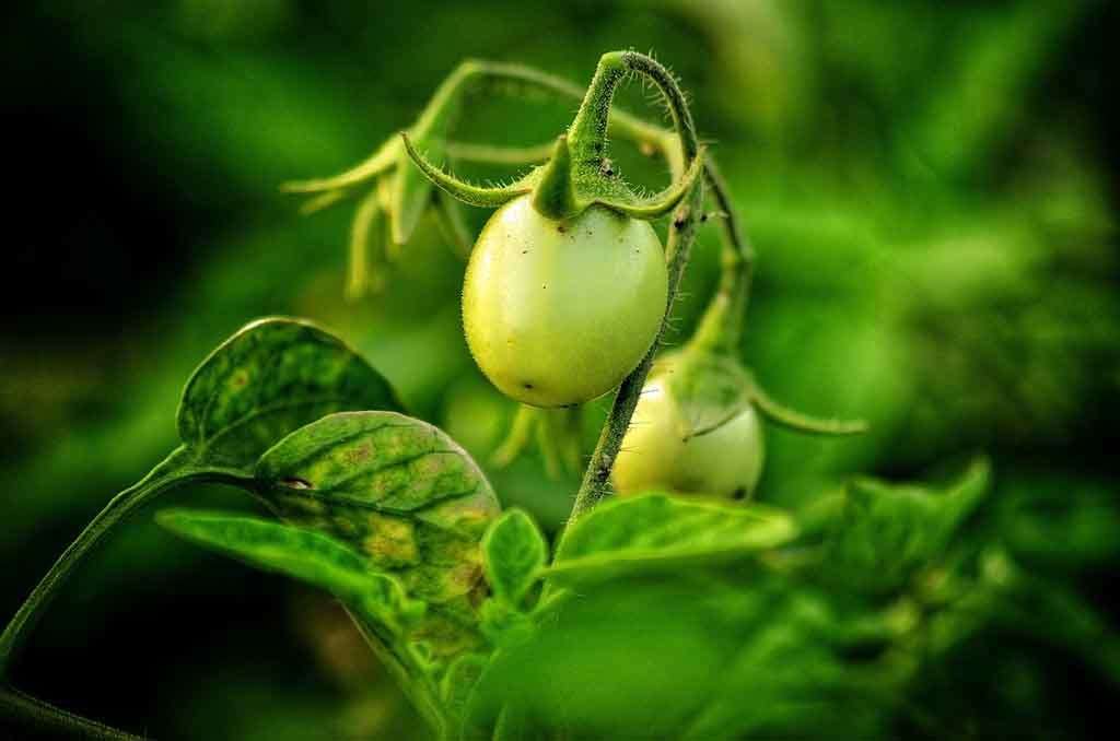 Das in grünen Tomaten enthaltene Solanin ist zwar giftig, hilft aber Hautprobleme mindern