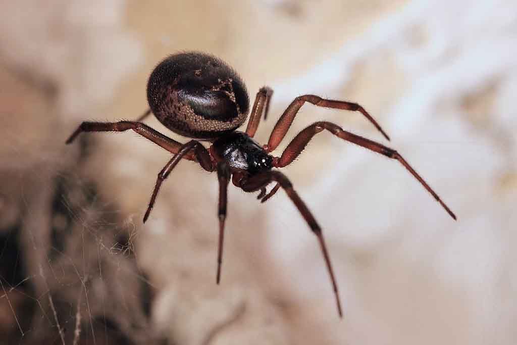 Mücken, Spinnen, Skorpione: Diese 12 Giftigen Tiere Sind Nach ...